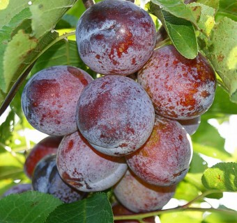 Prun - Prun Anna Spath(ghiveci 4L, H 90-120cm)