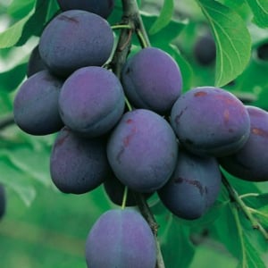 Prun President(ghiveci 4L, H 90-120 cm) [0]