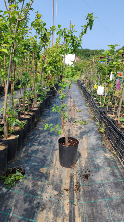 Prun Stanley, ghiveci 4L, H 90-120cm [1]