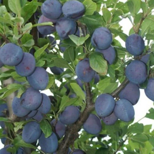 Prun Top Five(ghiveci 4L, h 110-130 cm) [0]