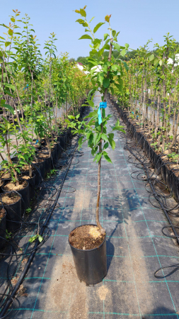 Prun Top Five(ghiveci 4L, h 110-130 cm) [1]