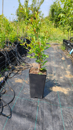 Rodiu Wonderful(ghiveci 3L, H40-60cm) [1]