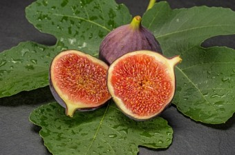 Pomi Fructiferi - Smochin Royal Black, ghiveci 5 l, H 70-100 cm