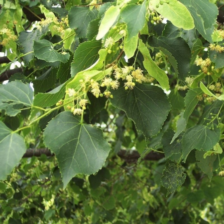 Tei Greenspire, ghiveci 4l, H 50-70 cm [2]