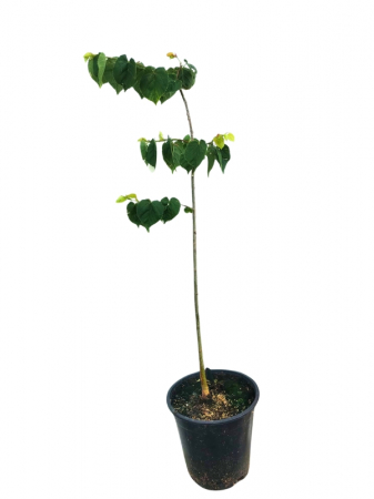 Plante Ornamentale - Tei Greenspire, ghiveci 4l, H 50-70 cm