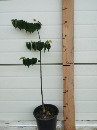 Tei Greenspire, ghiveci 4l, H 50-70 cm [1]