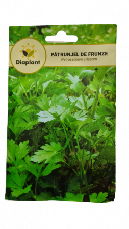 SEMINȚE - Seminte Patrunjel Frunze