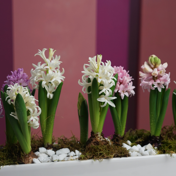 Aranjament de primavara [5]