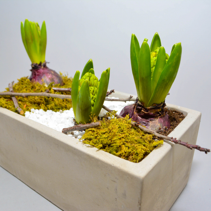 Aranjament de primavara cu zambile [3]