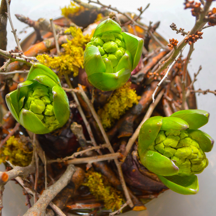 Aranjament de primavara cu zambile [4]