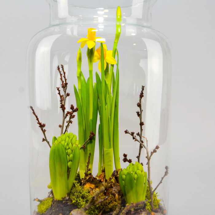 Aranjament de primavara cu zambile si narcise [2]