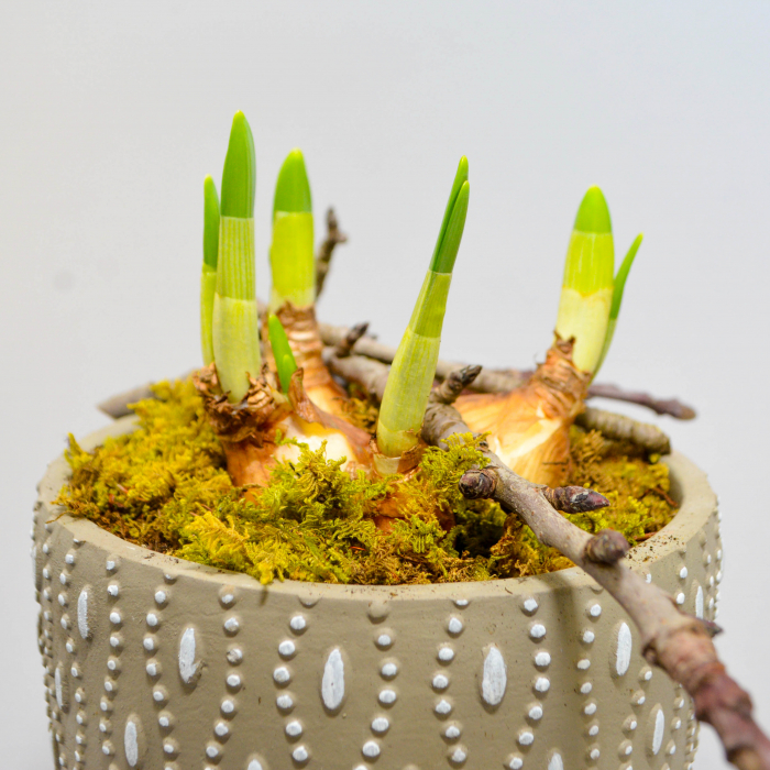 Aranjament de primavara cu narcise [5]