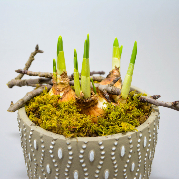 Aranjament de primavara cu narcise [6]