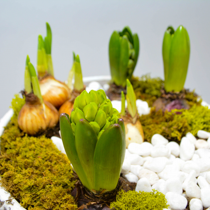 Aranjament de primavara cu zambile si narcise [5]