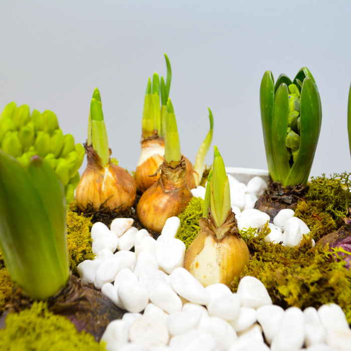 Aranjament de primavara cu zambile si narcise [6]