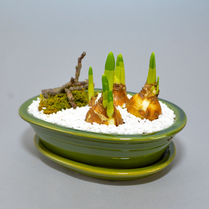 Aranjament de primavara cu narcise [3]