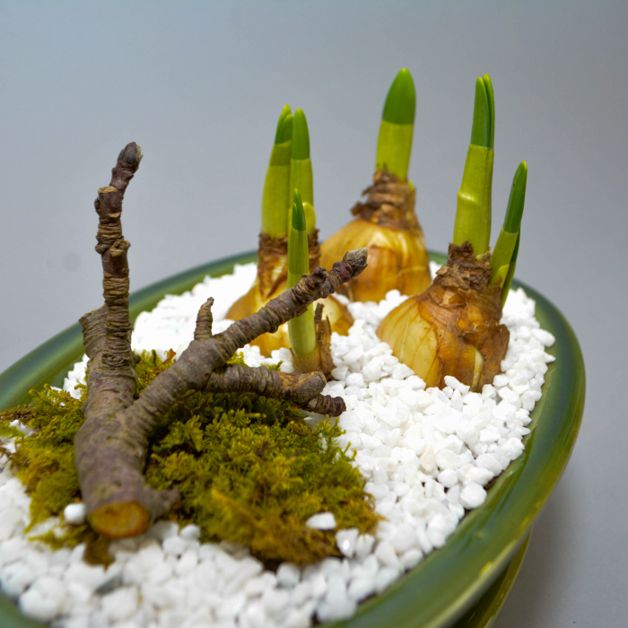 Aranjament de primavara cu narcise [6]