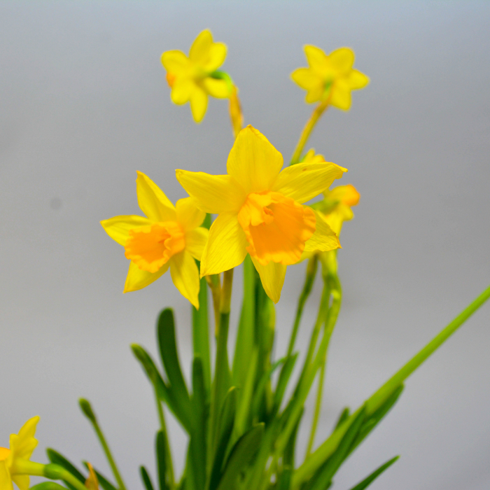 Aranjament de primavara cu zambile si narcise [7]