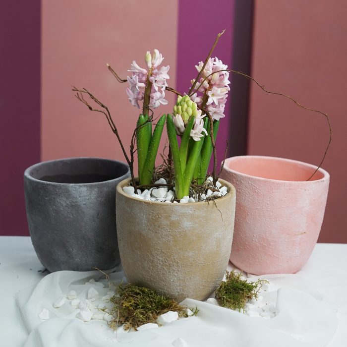 Aranjment cu bulbi in vas piatra [2]