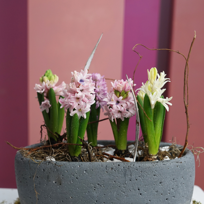 Bulbi de primavara [3]