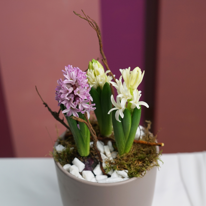 Bulbi de zambila [2]