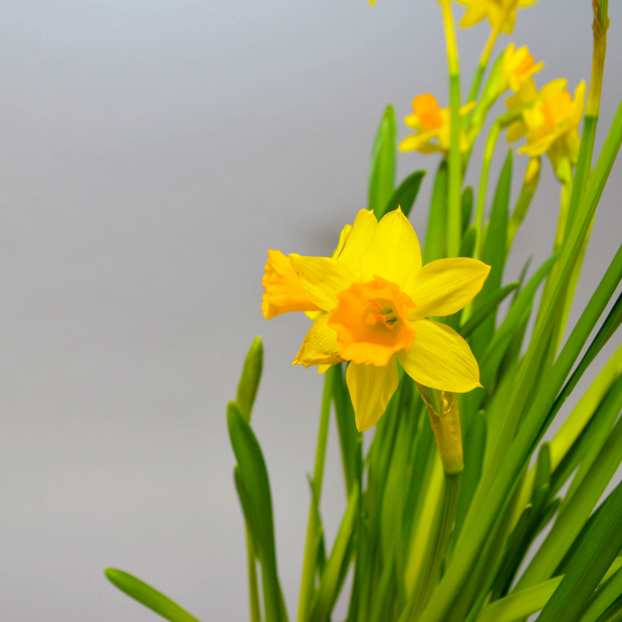 Aranjament de primavara cu narcise [9]