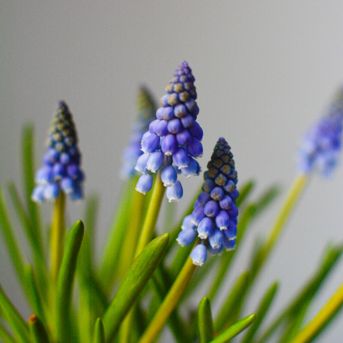 Aranjament cu bulbi [2]