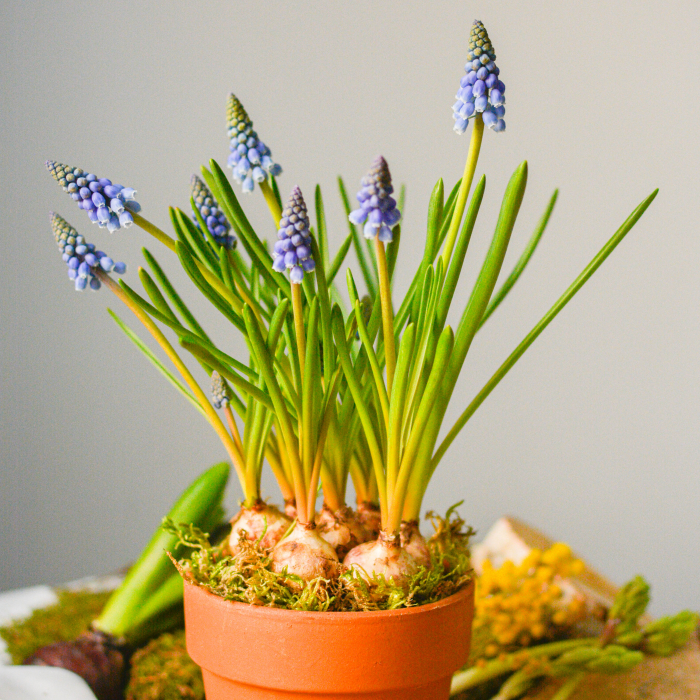 Cadou 1-8 martie [2]