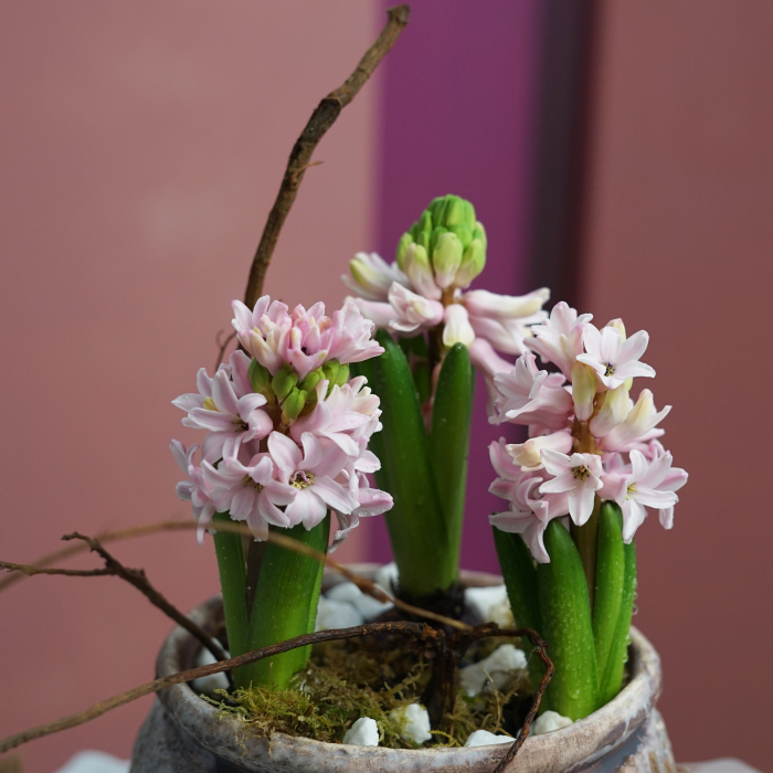 Aranjament cu bulbi [3]