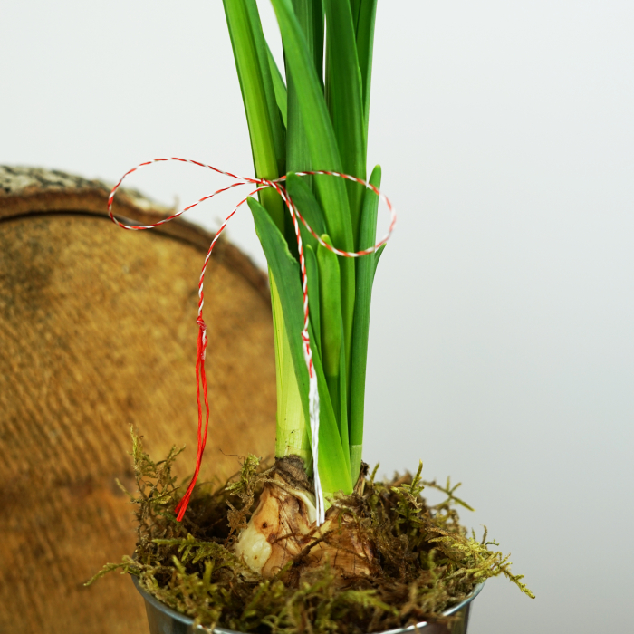 Cadou 1-8 martie [2]