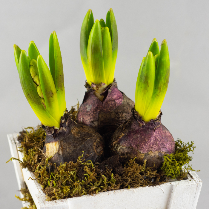 Cadou 1-8 martie [3]