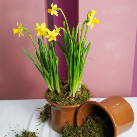 Aranjament cu bulbi de primavara [1]