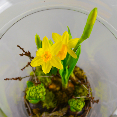 Aranjament de primavara cu zambile si narcise [2]