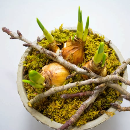 Aranjament de primavara cu narcise [3]