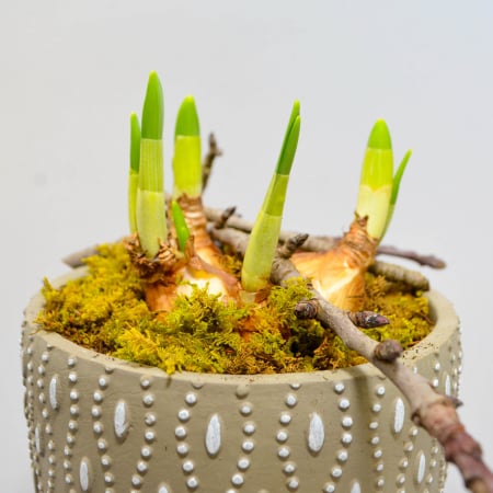 Aranjament de primavara cu narcise [4]