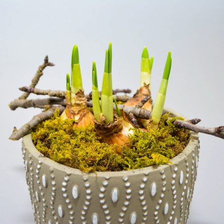 Aranjament de primavara cu narcise [5]