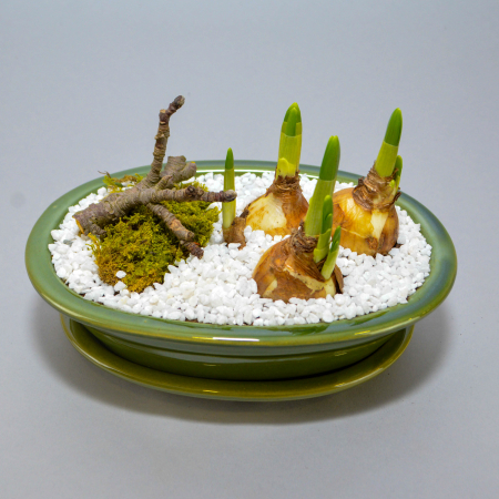 Bulbi de primavara - Aranjament de primavara cu narcise