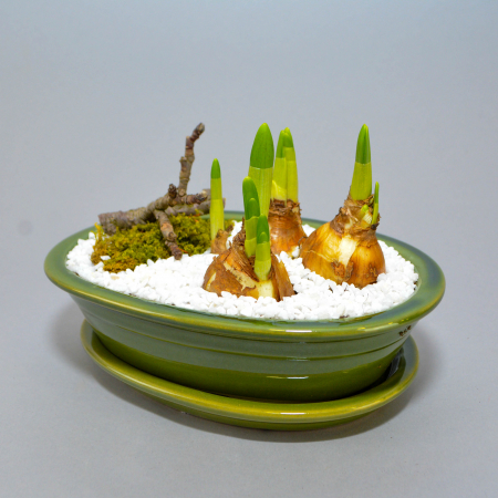 Aranjament de primavara cu narcise [2]