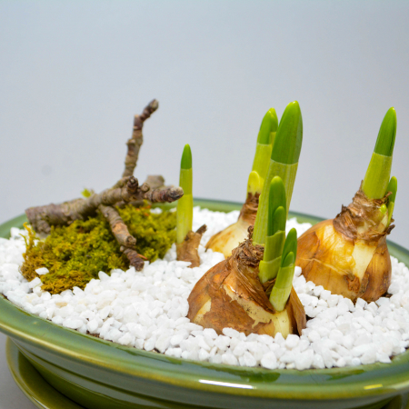 Aranjament de primavara cu narcise [3]