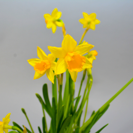 Aranjament de primavara cu zambile si narcise [6]