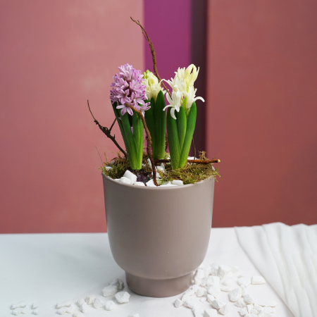 Bulbi de primavara - Bulbi de zambila