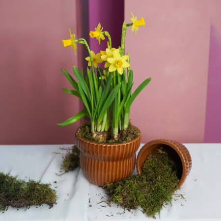 Bulbi de primavara - Cadou 1-8 martie