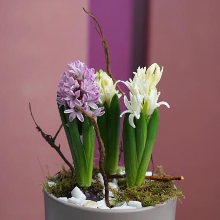 Bulbi de zambila [2]