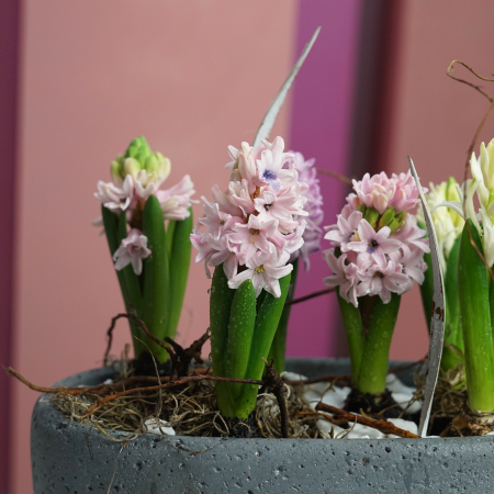 Bulbi de primavara [1]