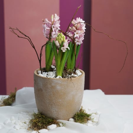 Bulbi de primavara - Aranjment cu bulbi in vas piatra