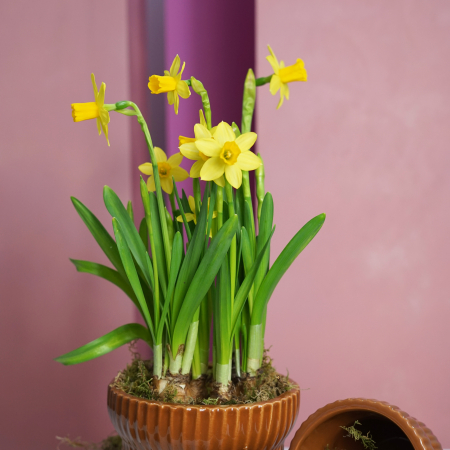 Cadou 1-8 martie [1]