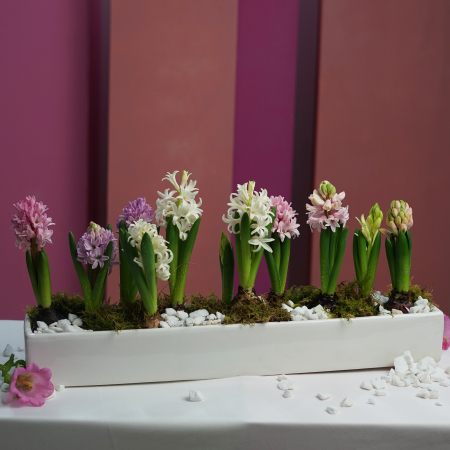 Bulbi de primavara - Aranjament de primavara