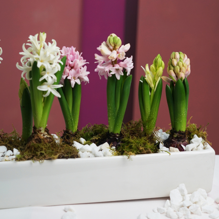 Aranjament de primavara [1]