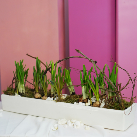 Bulbi de primavara - Aranjament de primavara