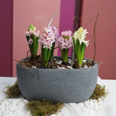 Bulbi de primavara - Bulbi de primavara